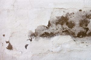 Come Rimuovere la Muffa in Casa in Modo Efficace 